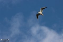 IMG_2915_06-12-2019_@ILAN_AVIV