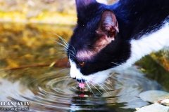 IMG_3156_31-01-2020_@ILAN_AVIV