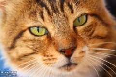 IMG_3899_08-12-2019_@ILAN_AVIV-for-printing