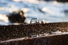 IMG_7300_08-01-2020_@ILAN_AVIV