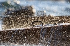 IMG_7304_08-01-2020_@ILAN_AVIV