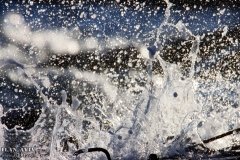 IMG_7306_08-01-2020_@ILAN_AVIV