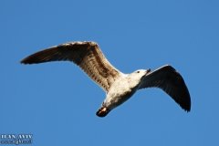 IMG_7508_08-01-2020_@ILAN_AVIV